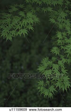 Maple Leaves View Large Photo Image Stock Photo - Maple Leaves. Fotosearch