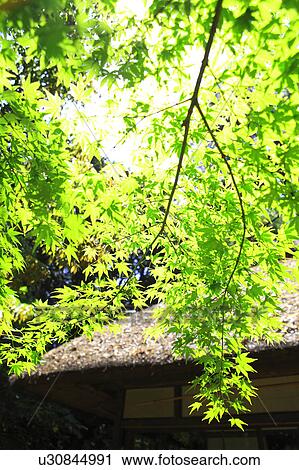 Stock Image - Maple Tree. Fotosearch
