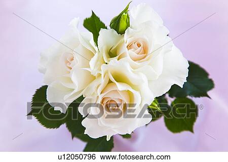 Stock Photograph - Margaret Merril Rose Bouquet. Fotosearch