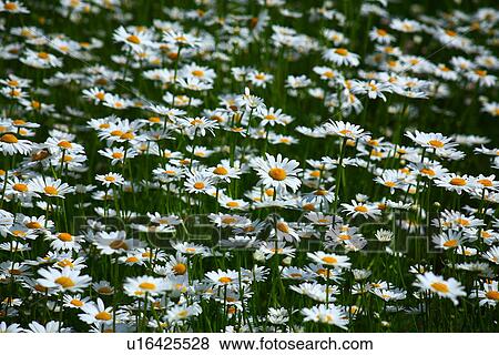 Stock Photo - Marguerite. Fotosearch
