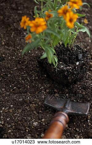 Stock Image - Marigold and shovel. Fotosearch