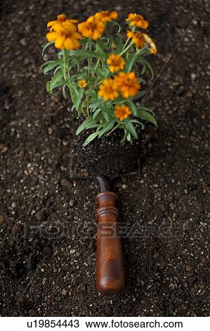 Marigold and shovel View Large Photo Image Stock Image - Marigold and shovel. Fotosearch