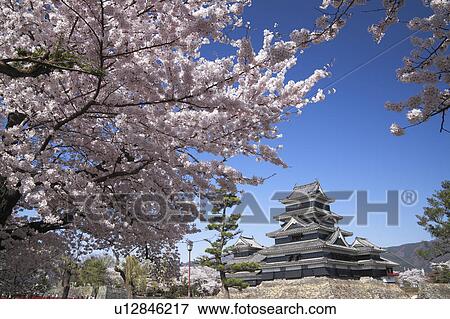 Matsumoto Castle and Cherry Blossom Trees View Large Photo Image Stock Photo - Matsumoto Castle and Cherry Blossom Trees. Fotosearch