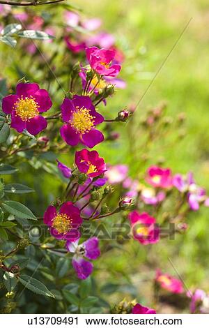 Stock Image - Mini Roses. Fotosearch