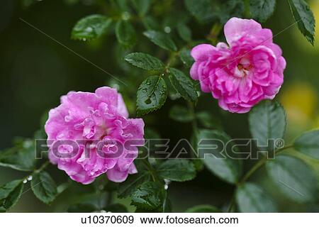Stock Photo - Mini Roses. Fotosearch
