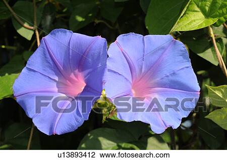 Morning glory View Large Photo Image Stock Image - Morning glory. Fotosearch