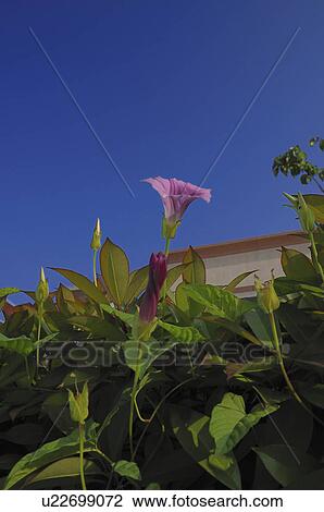 Morning glory View Large Photo Image Stock Image - Morning glory. Fotosearch