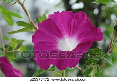 Stock Image - Morning glory. Fotosearch
