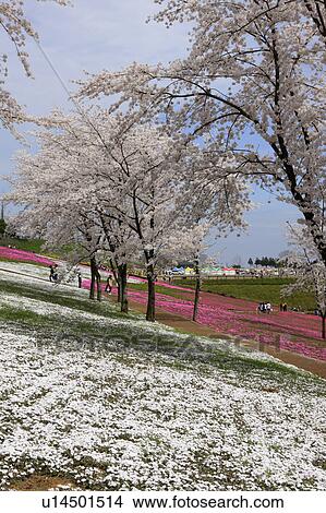 Moss Pink and Cherry Blossom Trees View Large Photo Image Picture - Moss Pink and Cherry Blossom Trees. Fotosearch