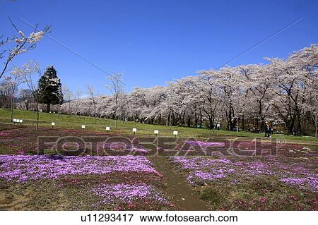 Moss Pink and Cherry Blossom Trees View Large Photo Image Stock Photo - Moss Pink and Cherry Blossom Trees. Fotosearch