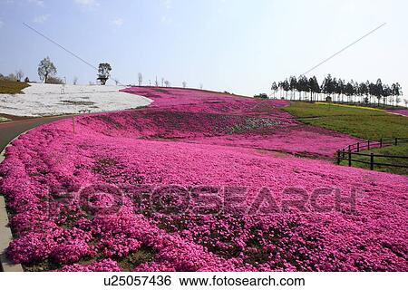 Stock Photograph - Moss Pink Growing in Park. Fotosearch