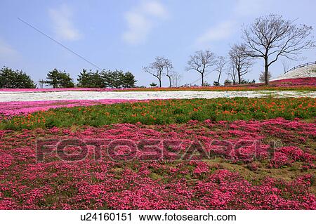 Moss Pink View Large Photo Image Stock Image - Moss Pink. Fotosearch