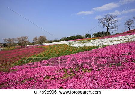 Moss Pink View Large Photo Image Stock Photograph - Moss Pink. Fotosearch