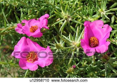 Moss Rose (Portulaca gtandiflora) View Large Photo Image Stock Image - Moss Rose (Portulaca gtandiflora). Fotosearch