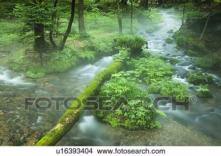 Mossy Fallen Tree in Stream View Large Photo Image Picture - Mossy Fallen Tree in Stream. Fotosearch