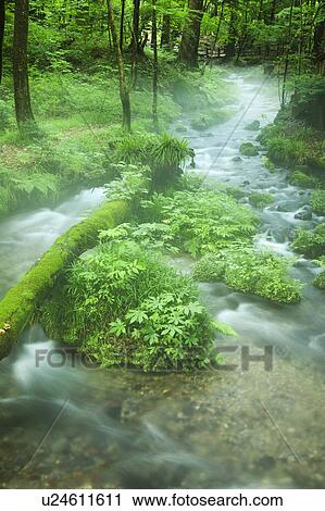 Stock Image - Mossy Fallen Tree in Stream. Fotosearch