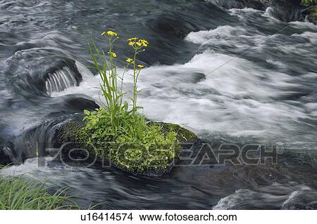 Picture - Mossy Rock in River. Fotosearch