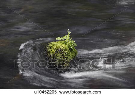 Stock Photography - Mossy Rock in River. Fotosearch
