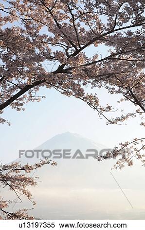 Mount Fuji and Cherry Blossom Trees View Large Photo Image Stock Photography - Mount Fuji and Cherry Blossom Trees. Fotosearch