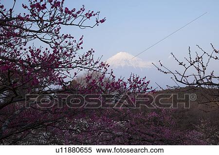Stock Photography - Mount Fuji and Plum Blossoms. Fotosearch