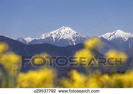 Stock Image - Mount Jonen and Oilseed Rape Blossoms. Fotosearch