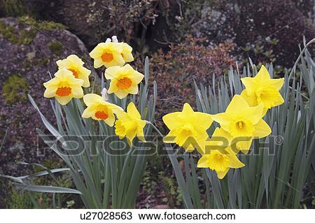 Stock Image - Narcissus Flowers. Fotosearch