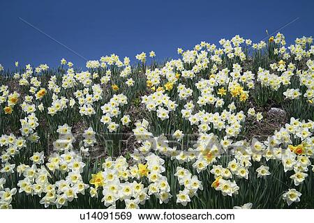 Narcissus Flowers View Large Photo Image Stock Photo - Narcissus Flowers. Fotosearch