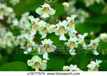 Northern catalpa (Catalpa speciosa) View Large Photo Image Picture - Northern catalpa (Catalpa speciosa). Fotosearch