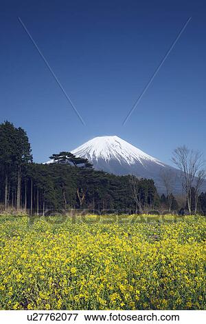 Oilseed Rape Field and Mount Fuji View Large Photo Image Stock Photo - Oilseed Rape Field and Mount Fuji. Fotosearch