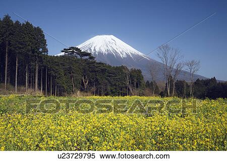 Stock Photography - Oilseed Rape Field and Mount Fuji. Fotosearch