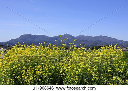 Stock Photograph - Oilseed Rape Field and Mountains in Background. Fotosearch