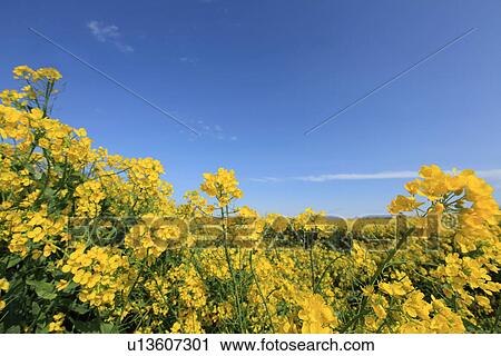 Stock Image - Oilseed Rape Field. Fotosearch