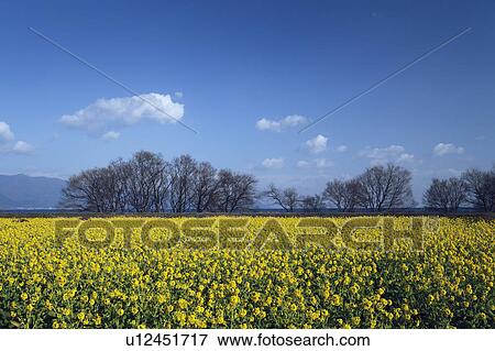 Oilseed Rape Field View Large Photo Image Stock Photo - Oilseed Rape Field. Fotosearch