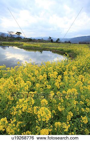 Stock Photograph - Oilseed Rape Field. Fotosearch