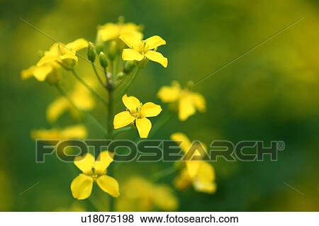 Stock Photo - Oilseed rape. Fotosearch