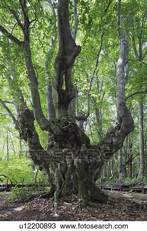 Stock Image - Old Beech Tree. Fotosearch