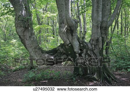 Stock Image - Old Beech Tree. Fotosearch