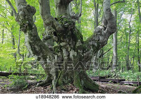 Old Beech Tree View Large Photo Image Stock Photograph - Old Beech Tree. Fotosearch