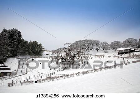 Old Cherry Tree in Winter Landscape View Large Photo Image Stock Photograph - Old Cherry Tree in Winter Landscape. Fotosearch