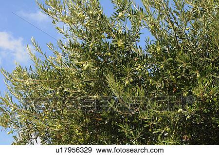 Olive Tree View Large Photo Image Stock Photo - Olive Tree. Fotosearch