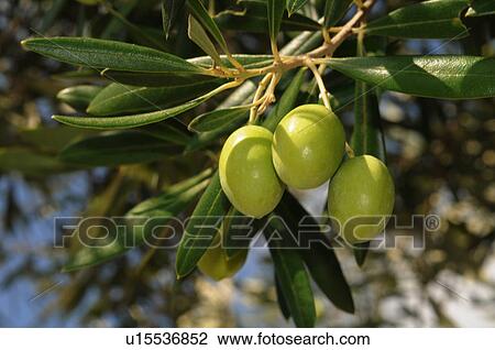Olives Hanging From Branch View Large Photo Image Stock Image - Olives Hanging From Branch. Fotosearch