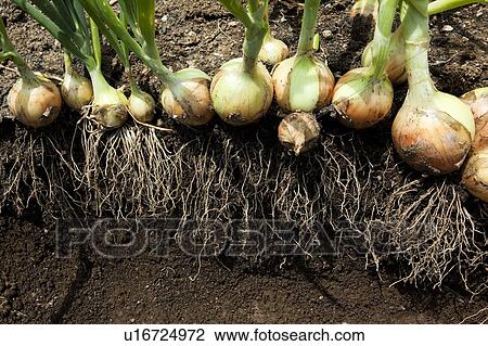 Stock Image - Onions in Field. Fotosearch