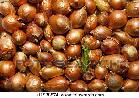 Onions View Large Photo Image Picture - Onions. Fotosearch