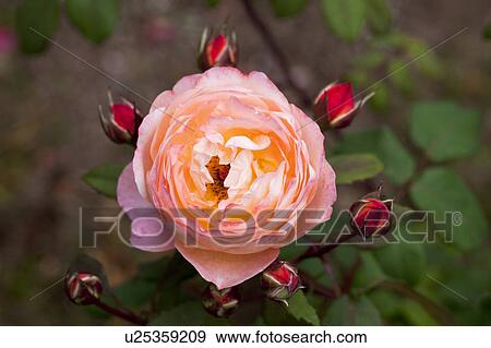 Stock Photo - Orange Rose and Buds. Fotosearch