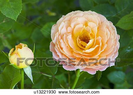 Orange Rose View Large Photo Image Stock Image - Orange Rose. Fotosearch