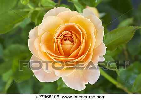Orange Rose View Large Photo Image Stock Photography - Orange Rose. Fotosearch