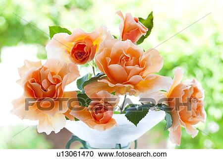 Orange Roses View Large Photo Image Stock Image - Orange Roses. Fotosearch