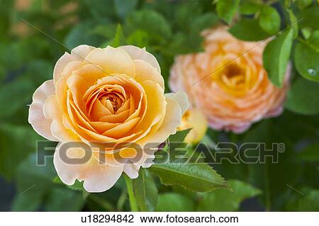 Stock Image - Orange Roses. Fotosearch