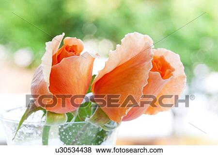 Stock Photo - Orange Roses. Fotosearch