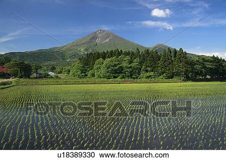 Paddy Field and Mount Bandai View Large Photo Image Stock Image - Paddy Field and Mount Bandai. Fotosearch